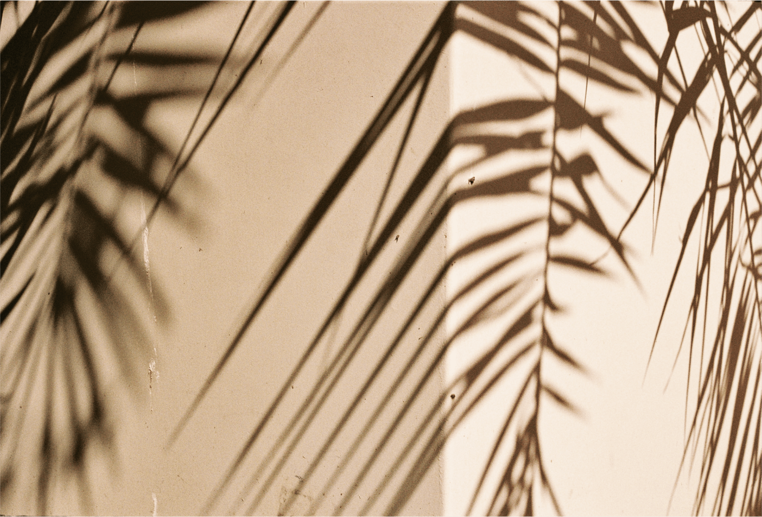 Silken Aesthetics